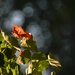 Nasturtium Bloom In Evening Light by bjywamer