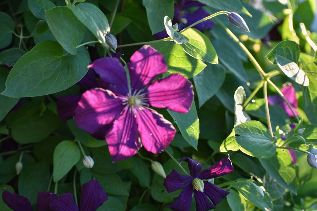 Evening Light Clematis by bjywamer