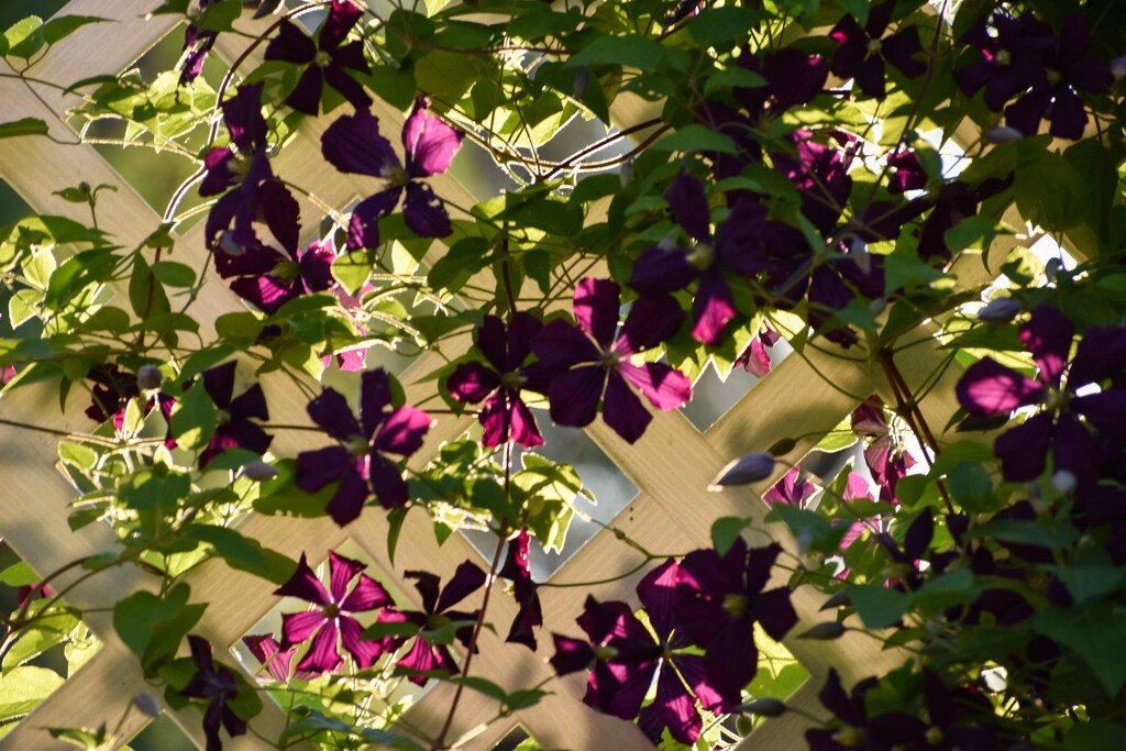 Lit From Behind Clematis Vine by bjywamer