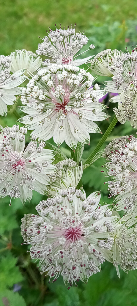 Astrantia close up by 365projectorgjoworboys