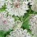 Astrantia close up by 365projectorgjoworboys