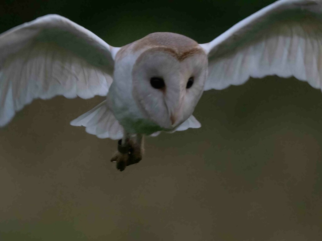 Barn Owl Close. by padlock