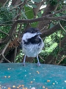 9th Jul 2024 - Chickadee