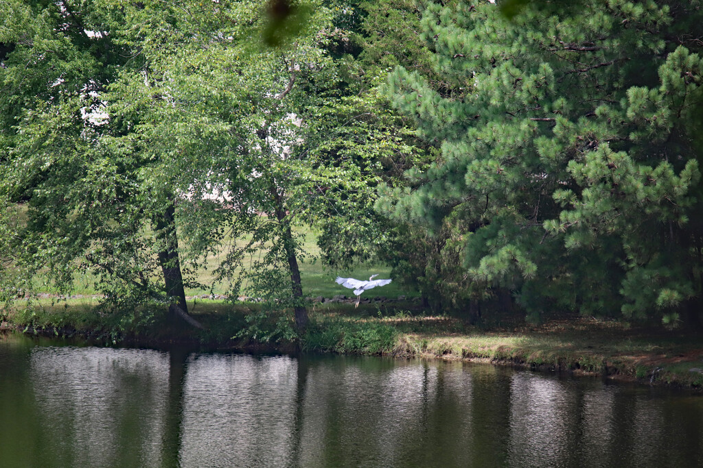 July 4 Heron Flying Up To Perch In Tall Trees IMG_1193AAAA by georgegailmcdowellcom