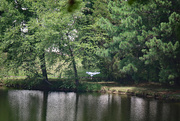 4th Jul 2024 - July 4 Heron Flying Up To Perch In Tall Trees IMG_1193AAAA