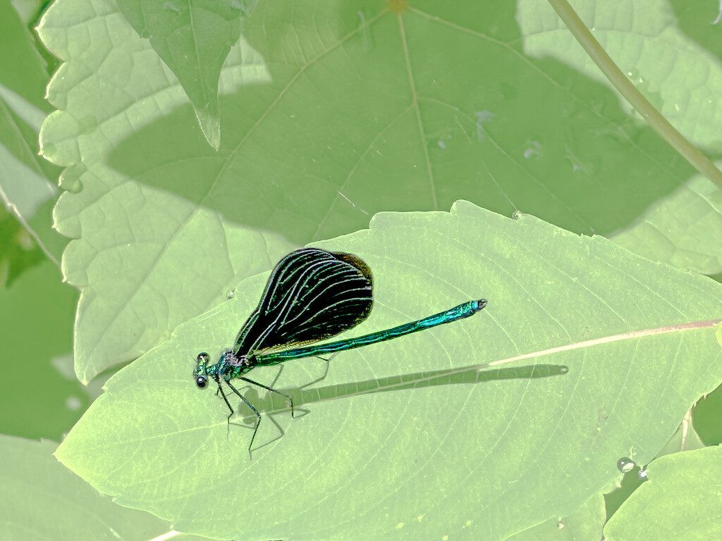 Dragonfly and Shadow by jnewbio