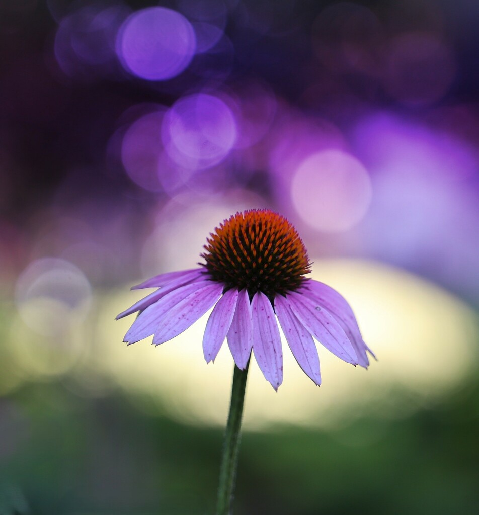 Coneflower Bokeh by lynnz