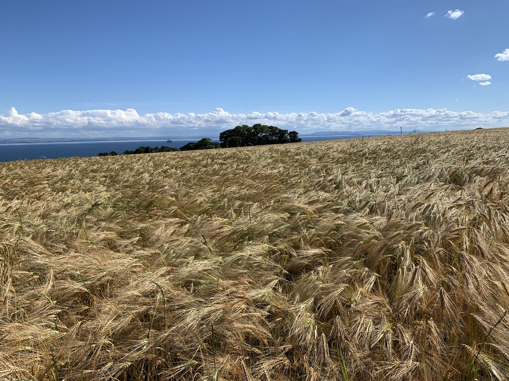 Wind over the field of barley  by billdavidson