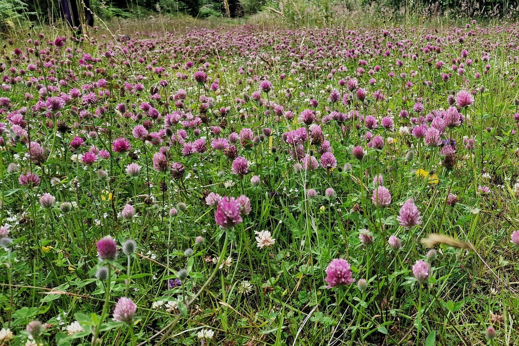 clover by christophercox