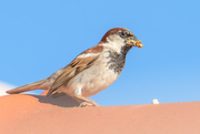 9th Jul 2024 - House sparrow (passer domesticus)