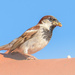 House sparrow (passer domesticus) by augusto