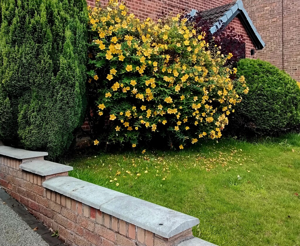 An evergreen tree and St John's Wort shrub. by grace55