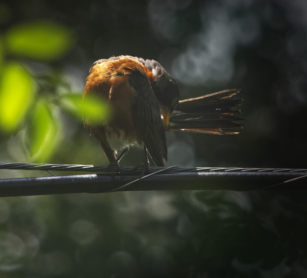 In birding, a bad photo is called a record shot by peachfront