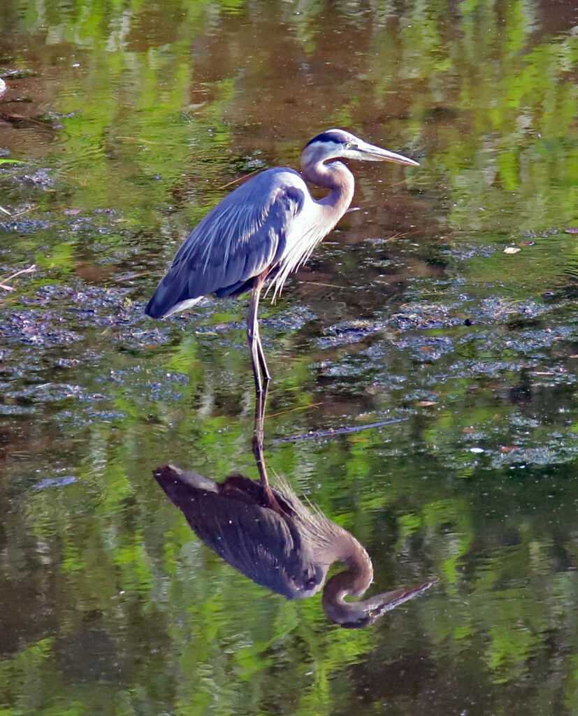 July 5 Heron With Great Reflection IMG_1199AAAA by georgegailmcdowellcom