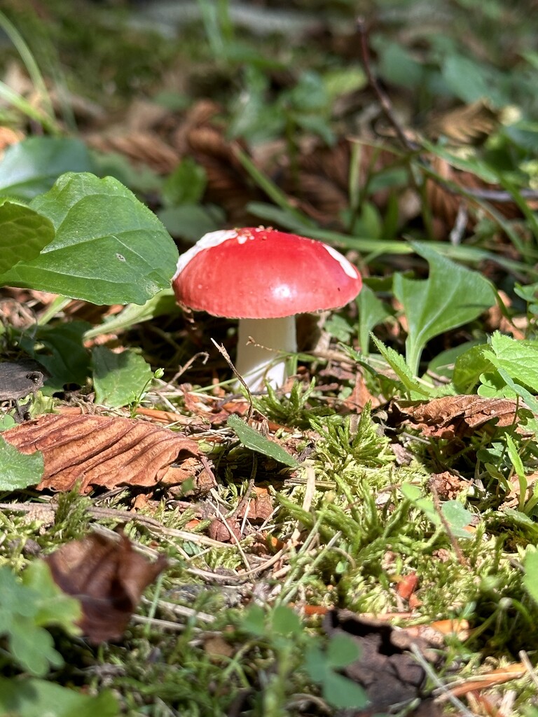 Tiny Mushroom by pjbedard