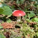 Tiny Mushroom by pjbedard