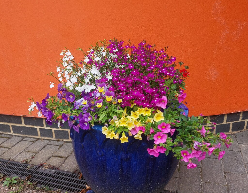 The flower pot by busylady