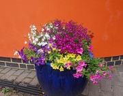 9th Jul 2024 - The flower pot