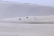 27th Jun 2024 - Springbok in a Sand Storm