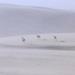 Springbok in a Sand Storm by jyokota