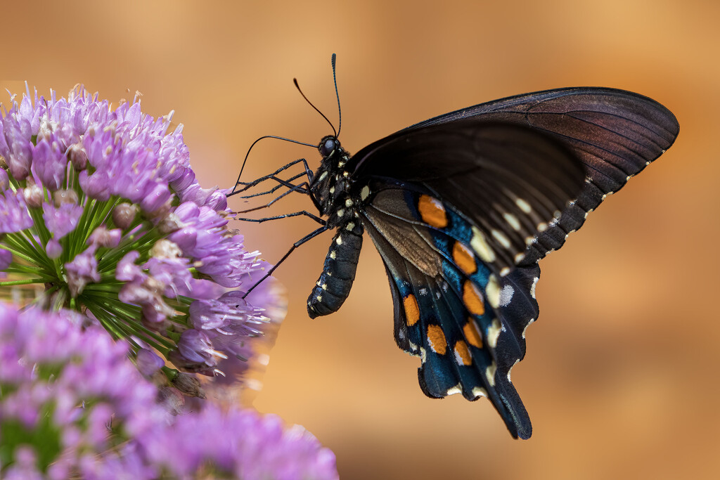 Pipevine Swallowtail by kvphoto