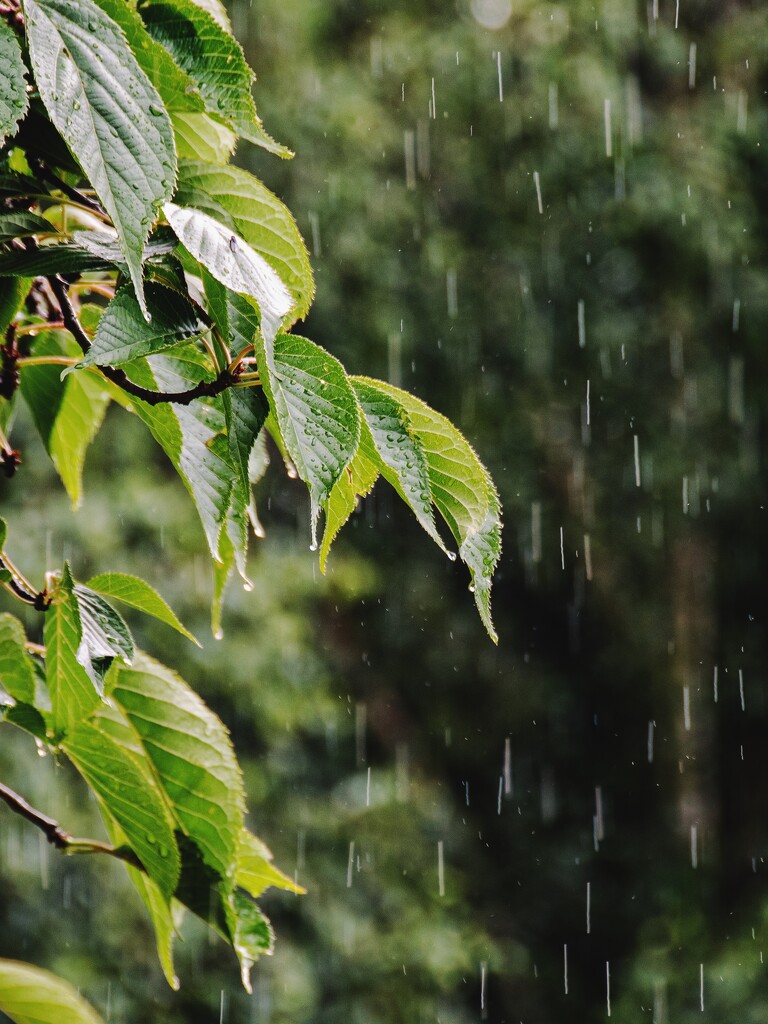 British Summertime by anncooke76