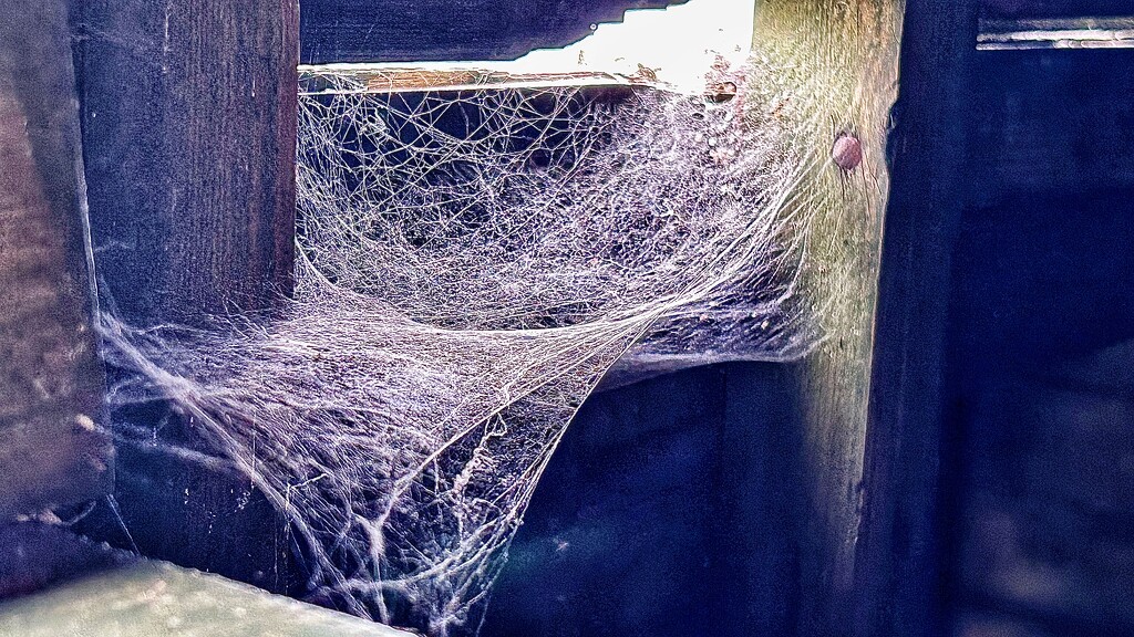 Spiders House by carole_sandford