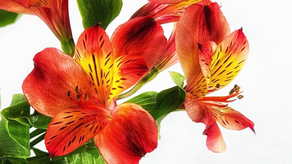 Alstroemeria  by carole_sandford