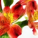 Alstroemeria  by carole_sandford