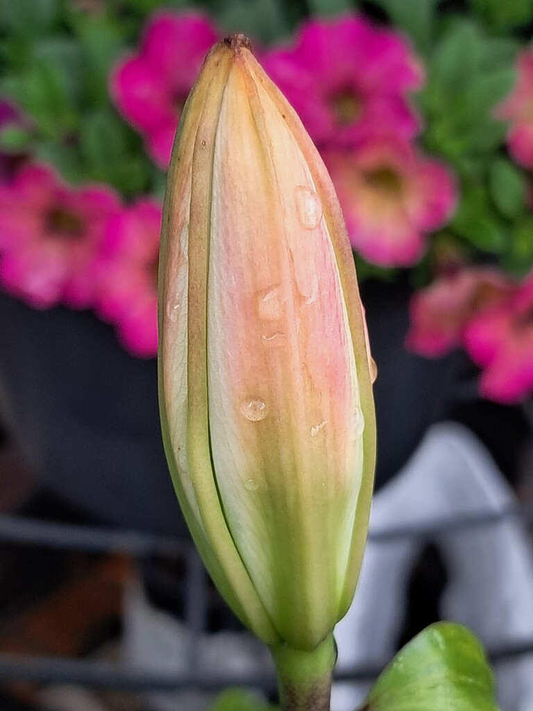 Day 191/366. Raindrops on a lilly bud. by fairynormal