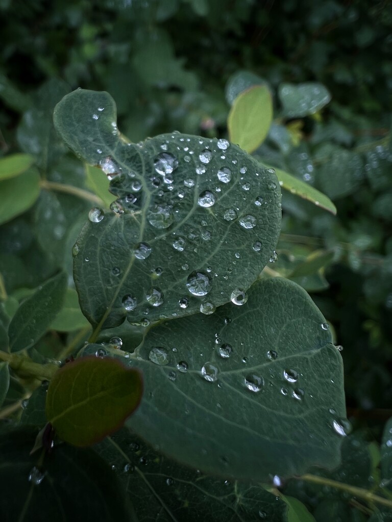 Rain by gaillambert