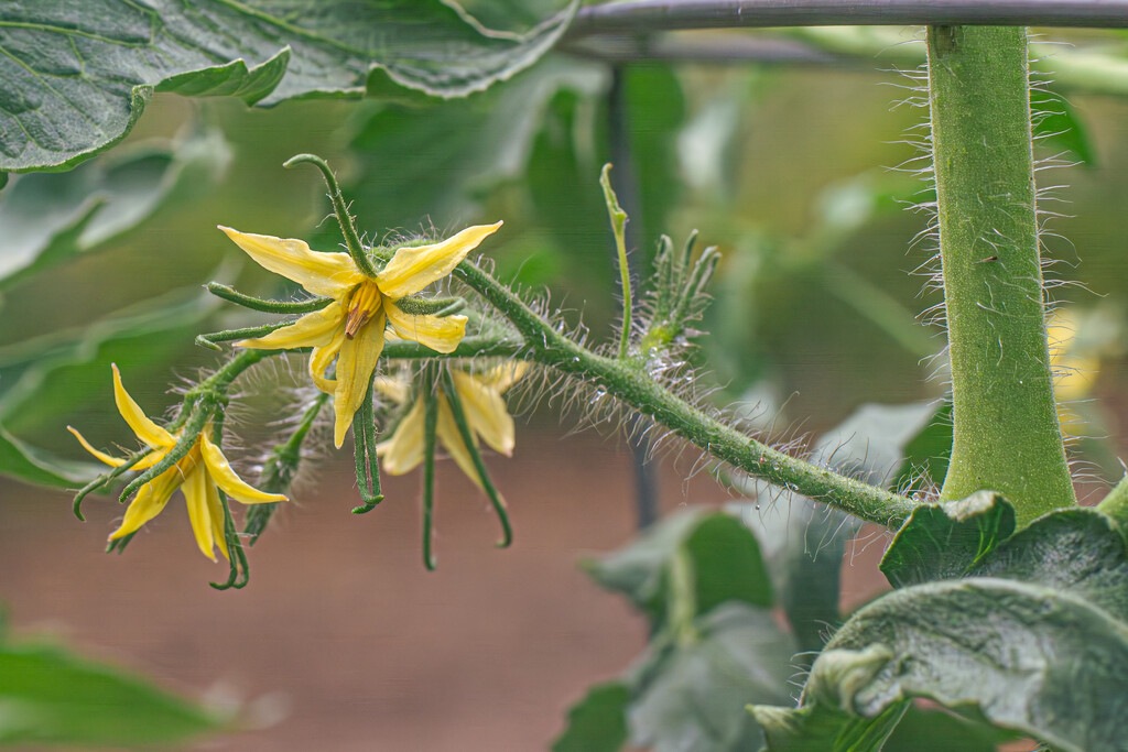 Tomato blooms... by thewatersphotos