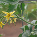 Tomato blooms... by thewatersphotos