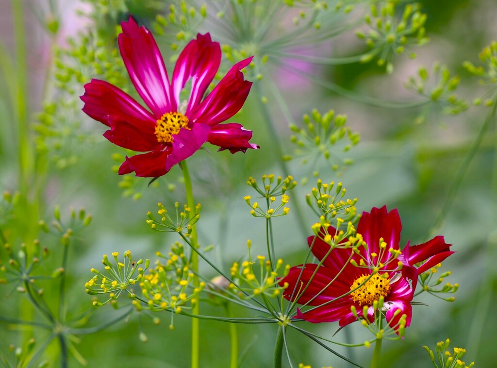 Cosmos and Dill by lynnz