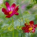 Cosmos and Dill