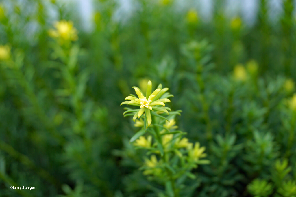 New growth by larrysphotos