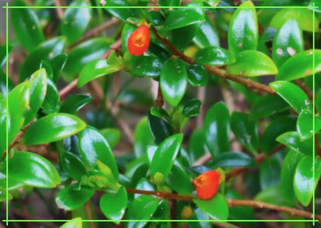 Nematanthus Glabra "Orange goldfish plant by happysnaps