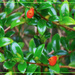 Nematanthus Glabra "Orange goldfish plant by happysnaps