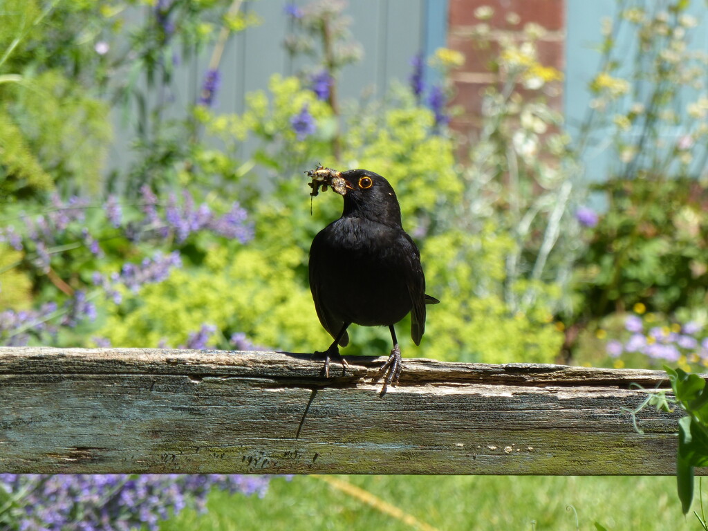 Busy black bird by jokristina