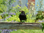 29th Jun 2024 - Busy black bird