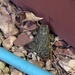 0709frogortoad by diane5812