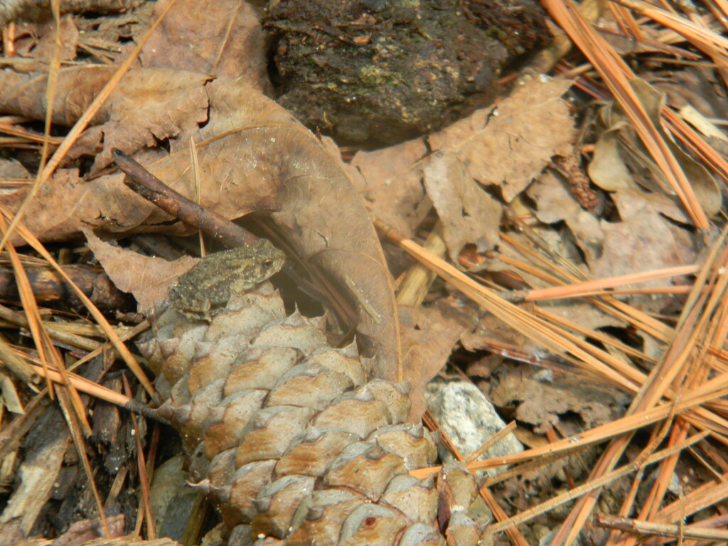 Baby Toad on Pinecone  by sfeldphotos