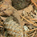 Baby Toad on Pinecone  by sfeldphotos