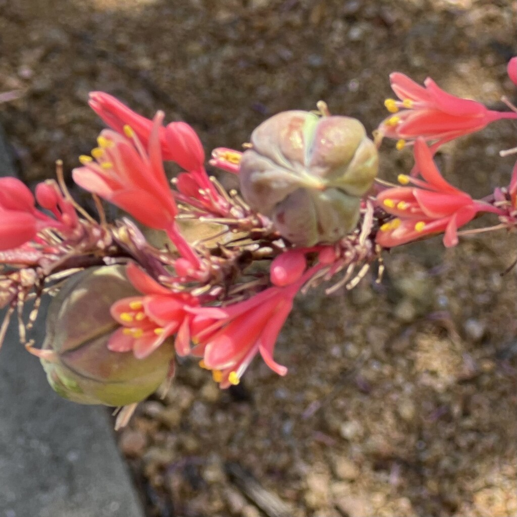 Red Yucca  by louannwarren