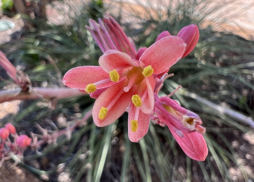 Red yucca blooms by louannwarren