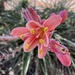 Red yucca blooms by louannwarren