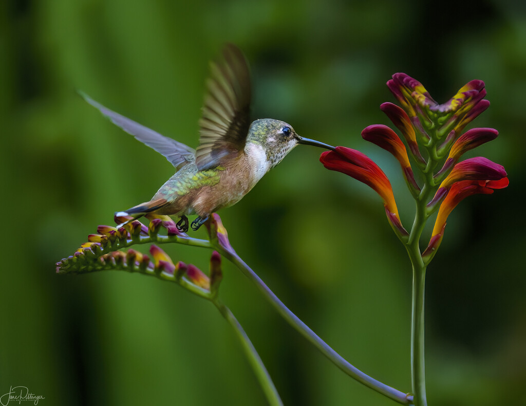 Hummer Getting an Evening Sip from the Lucifer by jgpittenger