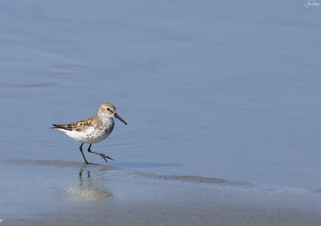 Western Sandpiper Stepping Out by jgpittenger