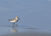 9th Jul 2024 - Western Sandpiper Stepping Out