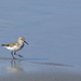 Western Sandpiper Stepping Out